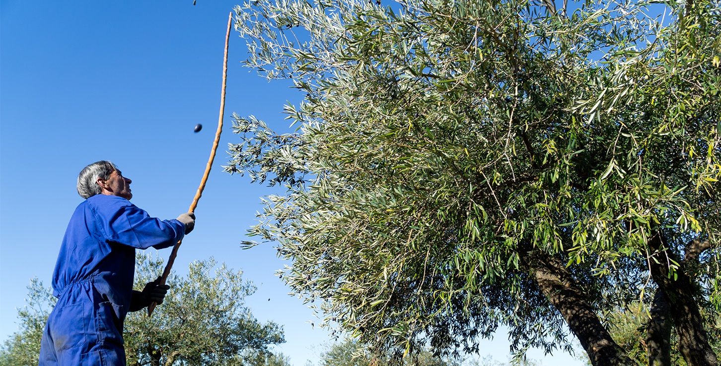 Zeytin Hasat Dönemi